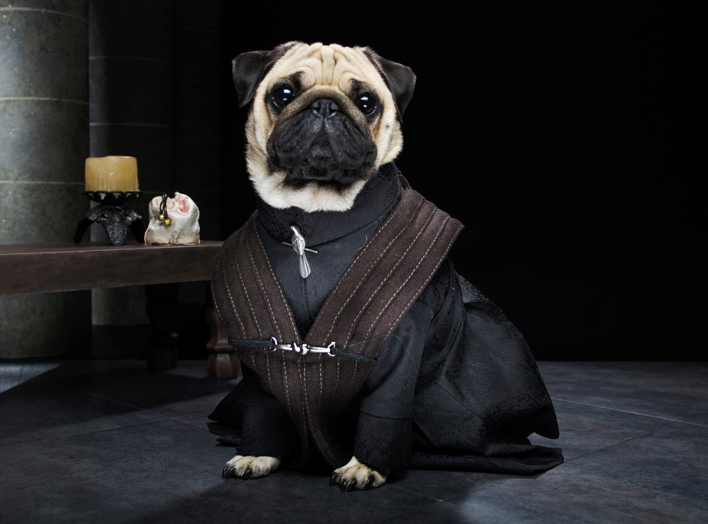 dressed-pug